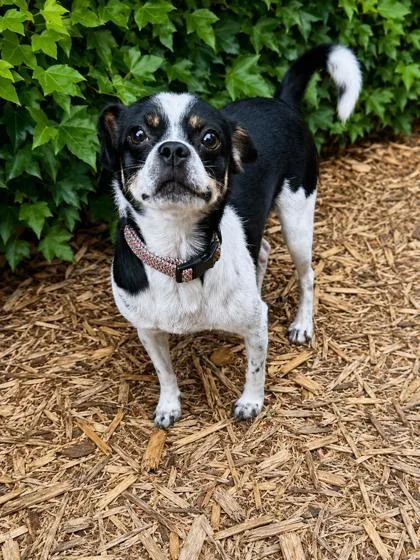 A young small-sized male Pug dog named Milo for adoption in Cumming, GA