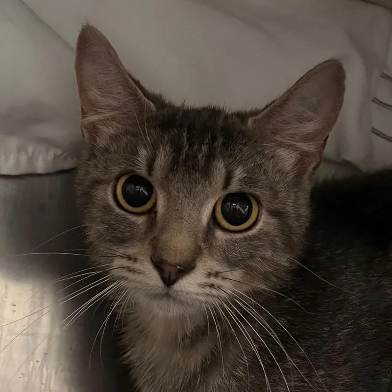 An adult medium-sized female Gray / Blue / Silver Domestic Short Hair cat named Kylie for adoption in Kennebunk, ME