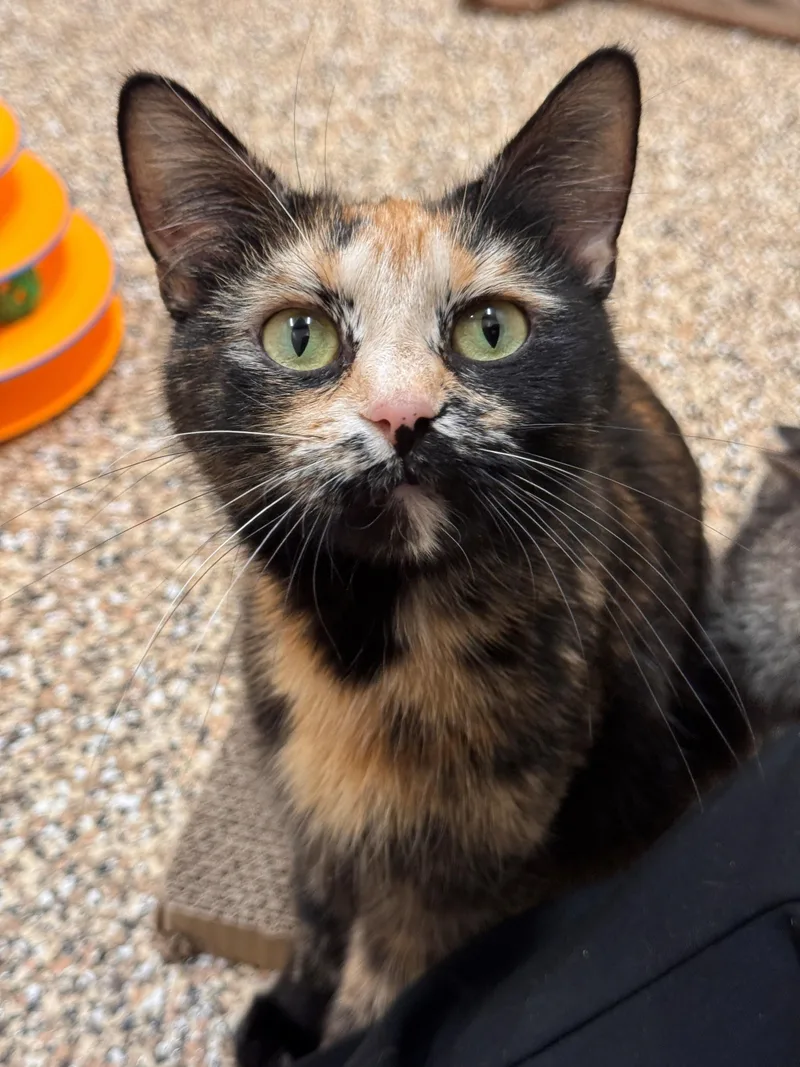 A young small-sized female Tortoiseshell Domestic Short Hair cat named Ponyo for adoption in Hackensack, MN