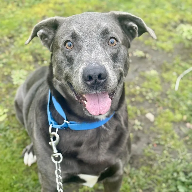 Moonstone thumbnail 2