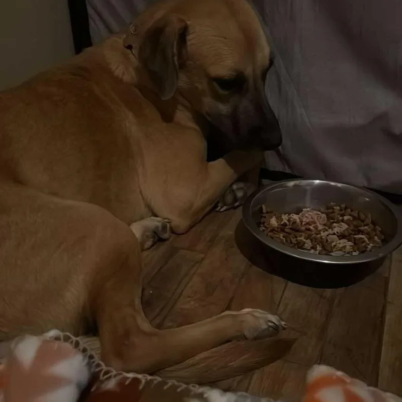 An adult small-sized female Yellow / Tan / Blond / Fawn German Shepherd Dog dog named Nova for adoption in Farmersville, OH