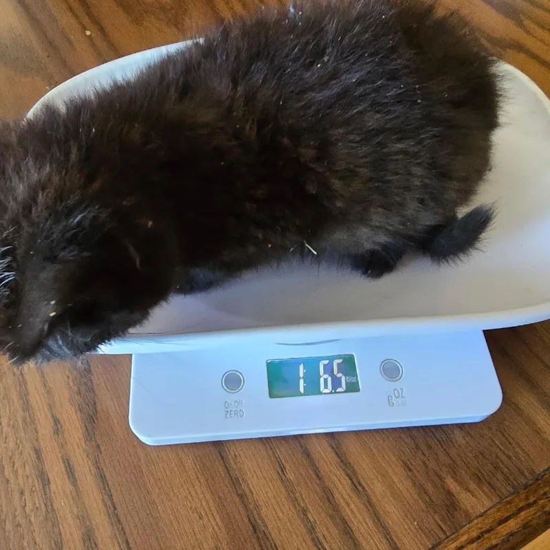 A baby small-sized female Black Domestic Medium Hair cat named Willa for adoption in Klamath Falls, OR
