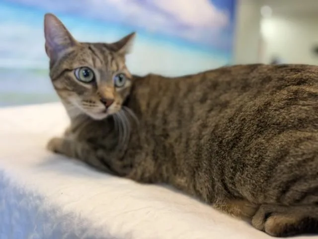 An adult small-sized female Domestic Short Hair cat named Prisilla for adoption in Miami, FL