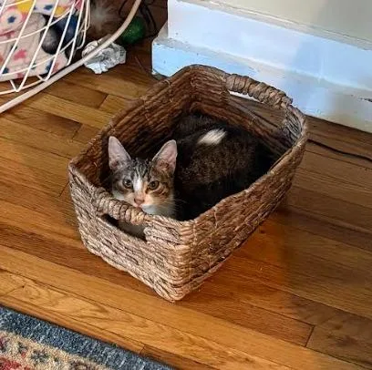 A baby medium-sized male Domestic Short Hair cat named Maxie Mila for adoption in Minneapolis, MN