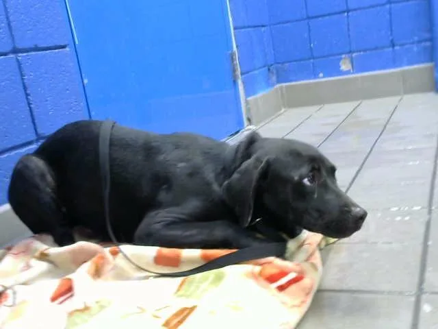 A young medium-sized female Pit Bull Terrier dog named Wiggles for adoption in Albuquerque, NM