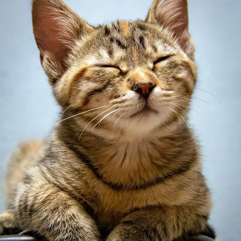 A baby small-sized female Tabby (Tiger Striped) Domestic Short Hair cat named Cynthia Coleman for adoption in Morrison, CO