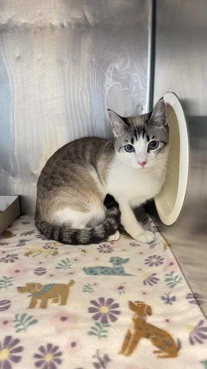 An adult small-sized female Buff / Tan / Fawn Siamese cat named 57292735 for adoption in El Paso, TX