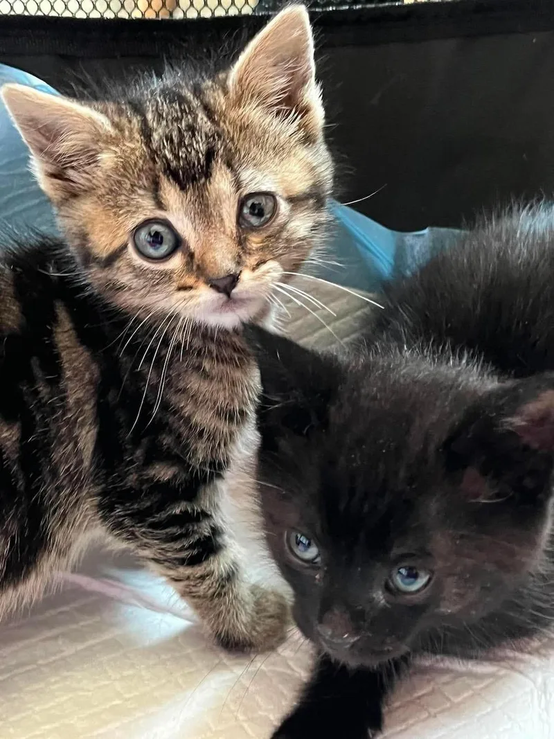 A baby small-sized female Tabby (Brown / Chocolate) Domestic Short Hair cat named Amber for adoption in Hollister, CA