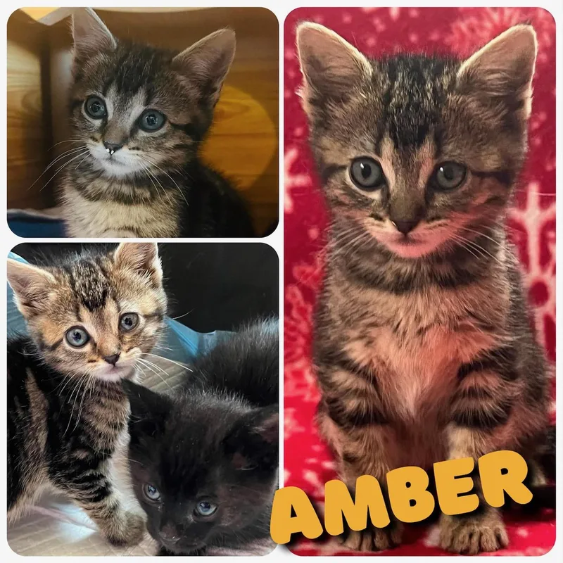 Amber thumbnail 3