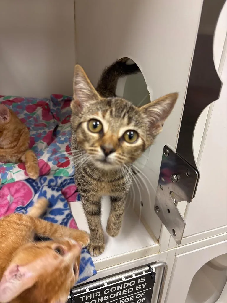 A baby medium-sized female Domestic Short Hair cat named Mallow for adoption in Johnson City, TN