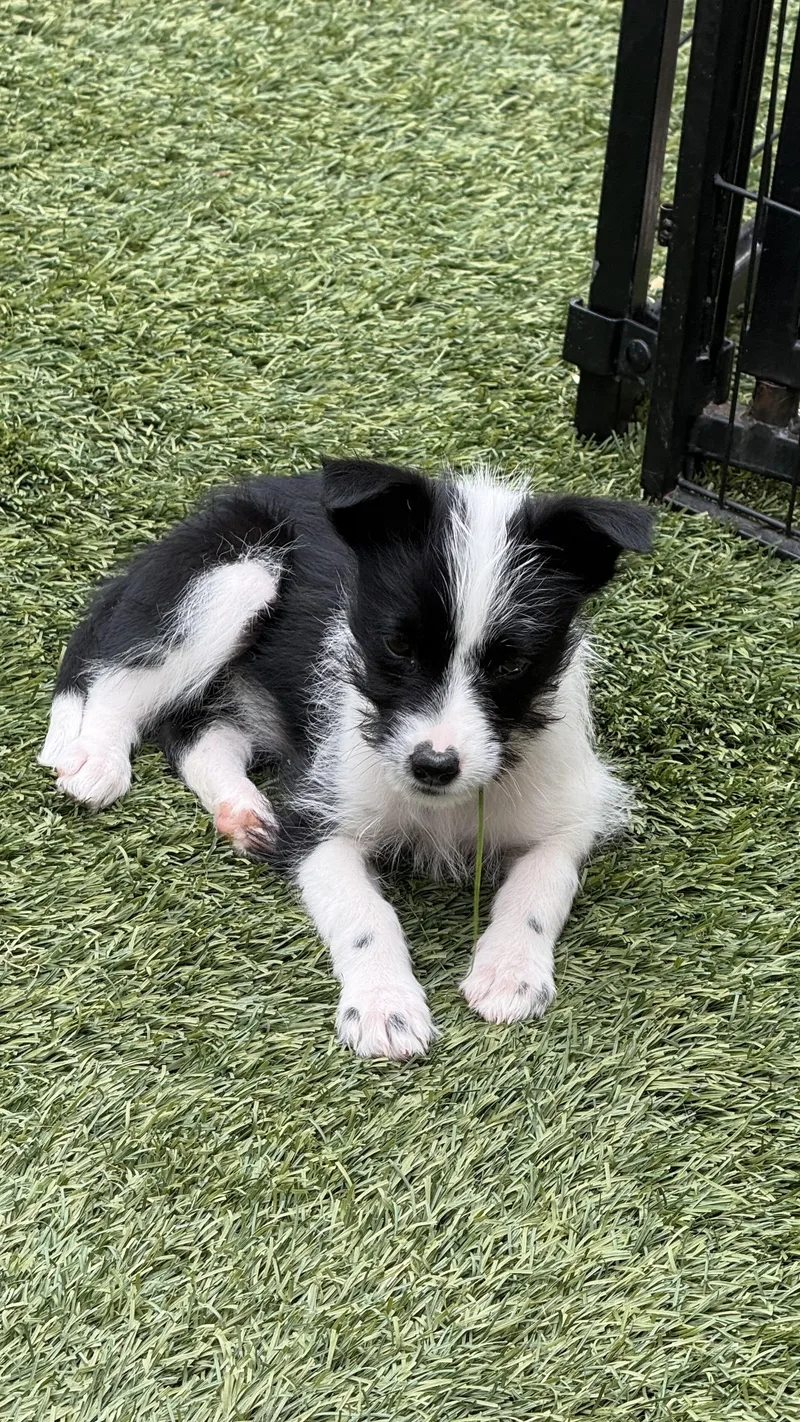 A baby medium-sized female Black Wirehaired Terrier dog named Babe for adoption in Scottsdale, AZ