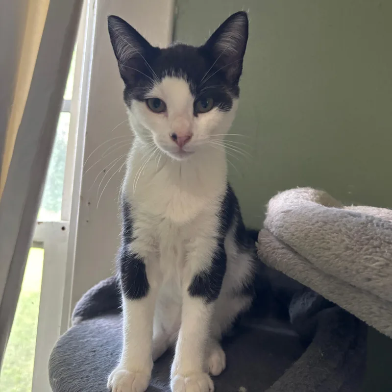 A baby small-sized male Black & White / Tuxedo Domestic Short Hair cat named Cobra for adoption in Richmond, VA