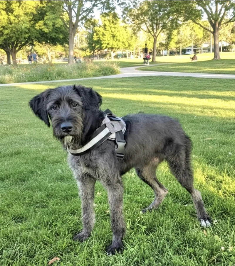 Jax