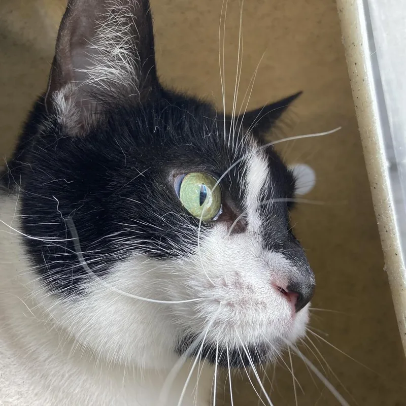 An adult medium-sized female Black Domestic Short Hair cat named Rosalita for adoption in Philadelphia, PA