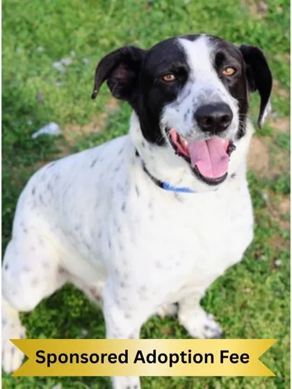 An adult large-sized male Black Mixed Breed dog named Flash for adoption in Hamilton, OH