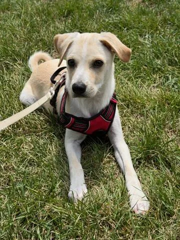 Milo