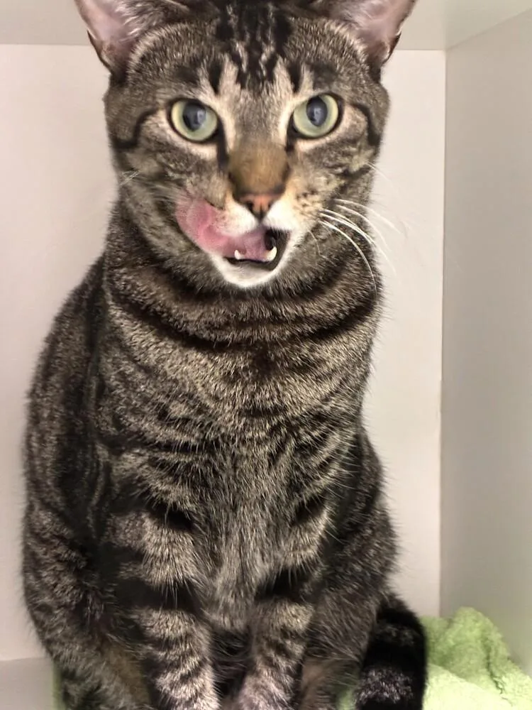 A baby medium-sized male Domestic Short Hair cat named Boris for adoption in Elmsford, NY