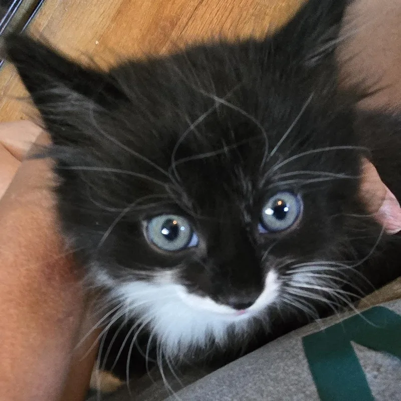 A baby medium-sized male Black & White / Tuxedo Domestic Medium Hair cat named Nico for adoption in Colonia, NJ