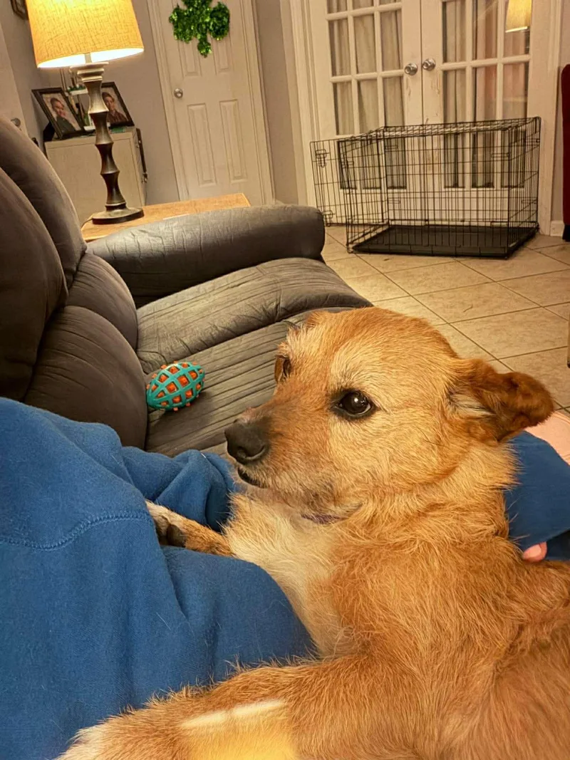 An adult small-sized female Terrier dog named Lola for adoption in Holly Springs, NC