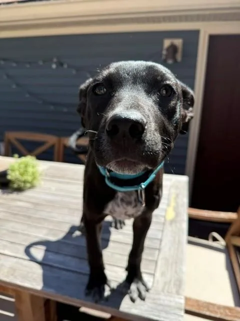 Nugget Cheese  Local thumbnail 2