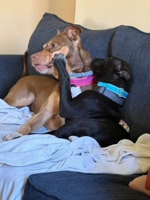 Nugget Cheese  Local thumbnail 3