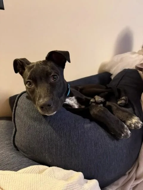 Nugget Cheese  Local thumbnail 4