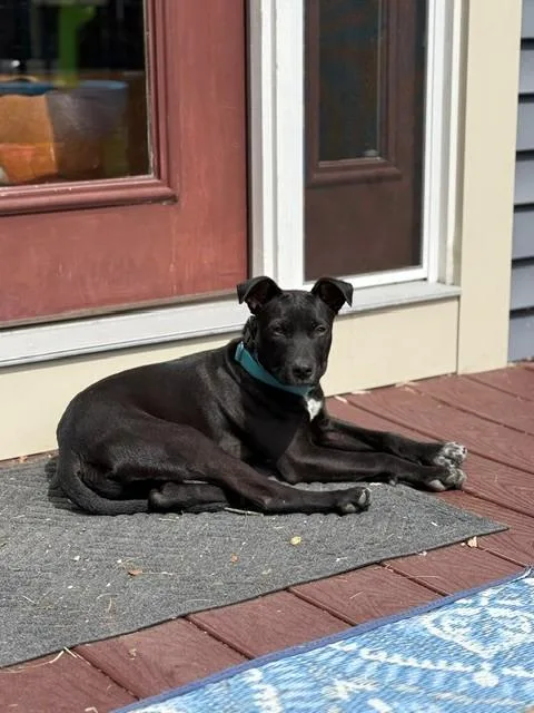 Nugget Cheese  Local thumbnail 5