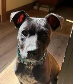 A baby medium-sized male Black Bulldog dog named Nugget Cheese  Local for adoption in Andover, MA