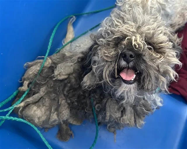 An adult small-sized male Mixed Breed dog named Cedar for adoption in Dallas, TX