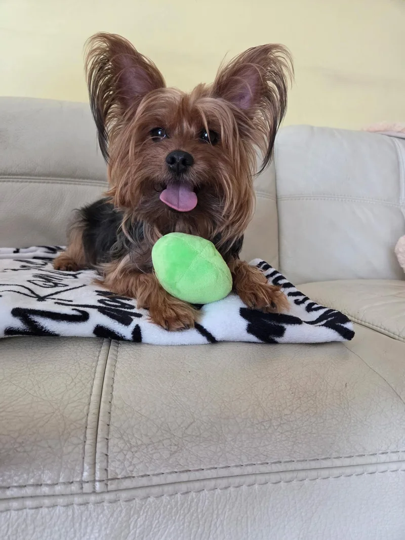 An adult small-sized male Yorkshire Terrier dog named Cookie for adoption in Morganville, NJ