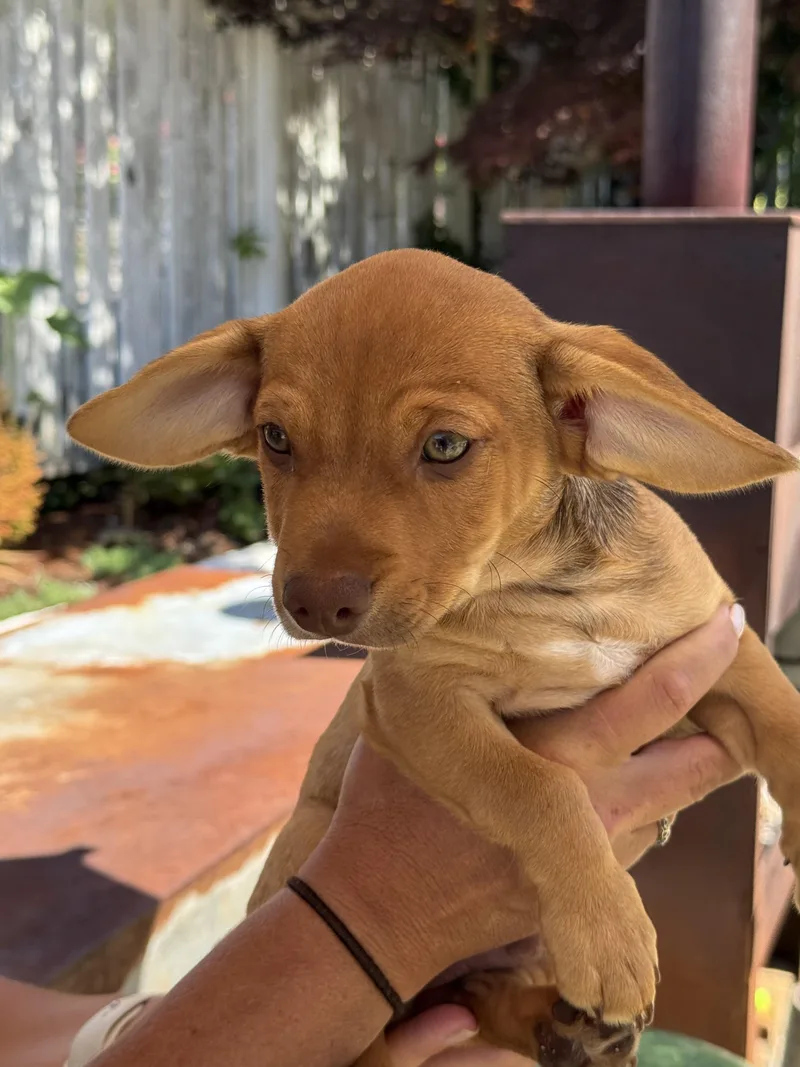 A baby small-sized male Bicolor Chihuahua dog named Blue for adoption in Silverdale, WA