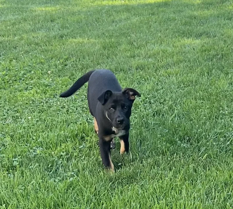A baby medium-sized female Tricolor (Brown, Black, & White) Mixed Breed dog named Annie for adoption in Maineville, OH