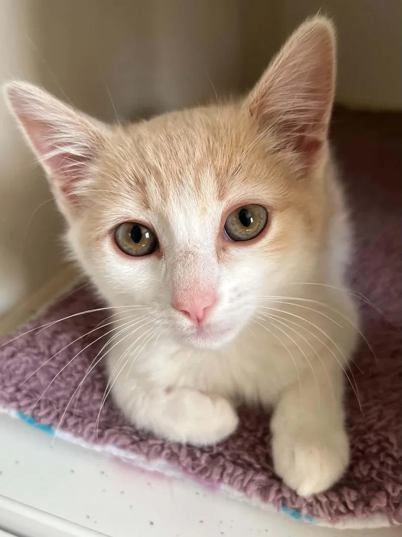 A baby medium-sized female Buff & White Domestic Short Hair cat named Honey for adoption in Gettysburg, PA