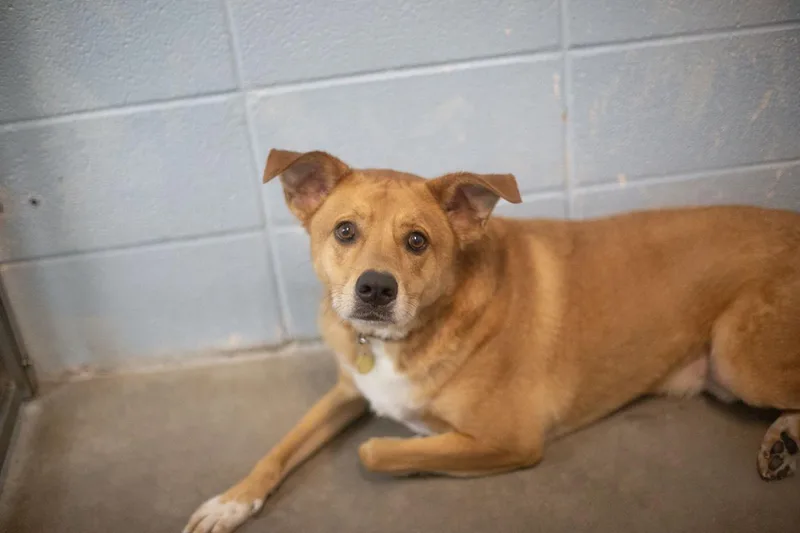An adult medium-sized male Labrador Retriever dog named Rocky for adoption in Mountain Home, AR