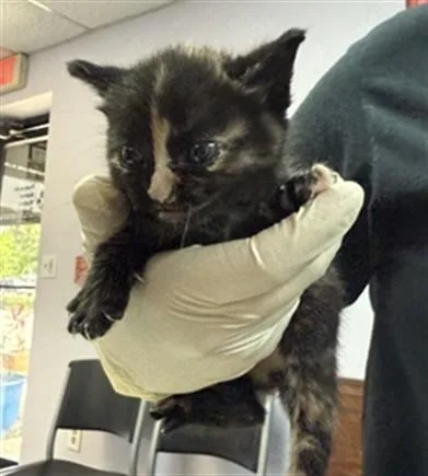 A baby small-sized female Domestic Short Hair cat named Sailor for adoption in Fort Walton Beach, FL