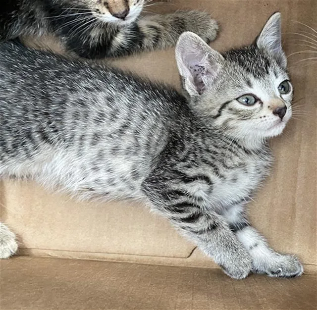 A baby medium-sized female Domestic Short Hair cat named Cola for adoption in Dallas, TX