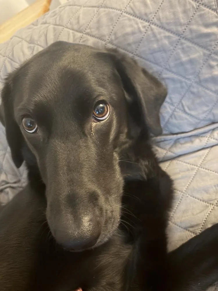 An adult large-sized male Black Labrador Retriever dog named Finn for adoption in Middletown, CT