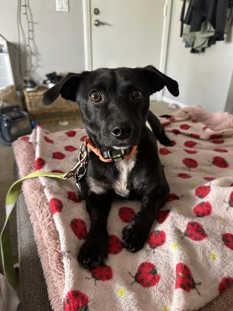 An adult small-sized male Tricolor (Brown, Black, & White) Dachshund dog named Mr. G for adoption in Jamul, CA