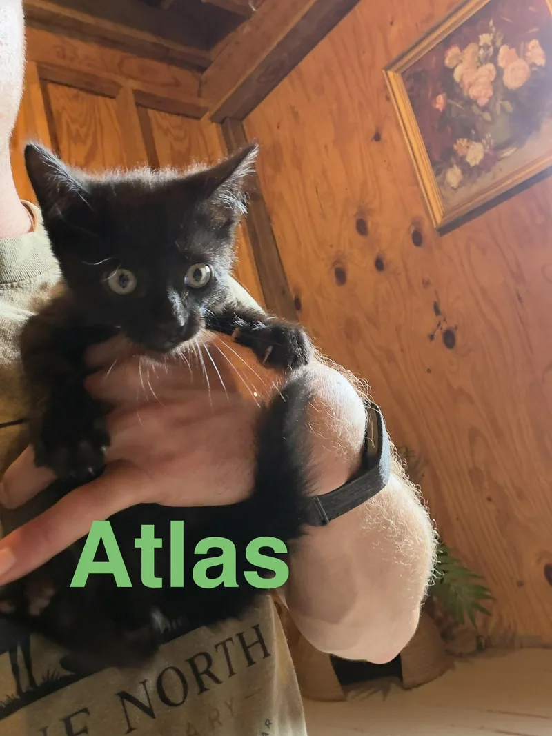 A baby medium-sized male Black Domestic Short Hair cat named Atlas for adoption