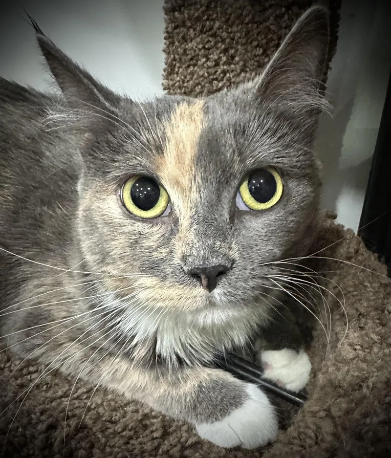A young medium-sized female Dilute Calico cat named Poppy for adoption in Buffalo, NY