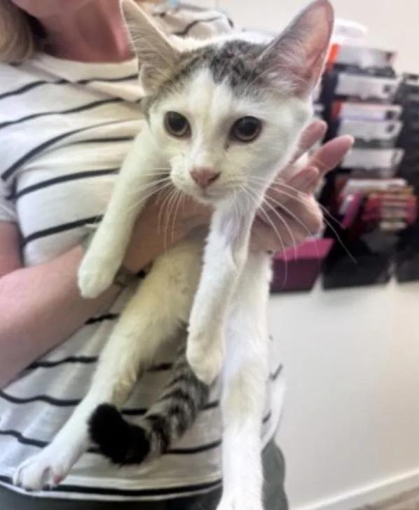 A young small-sized female Buff & White American Shorthair cat named Runt for adoption in Marshall, NC
