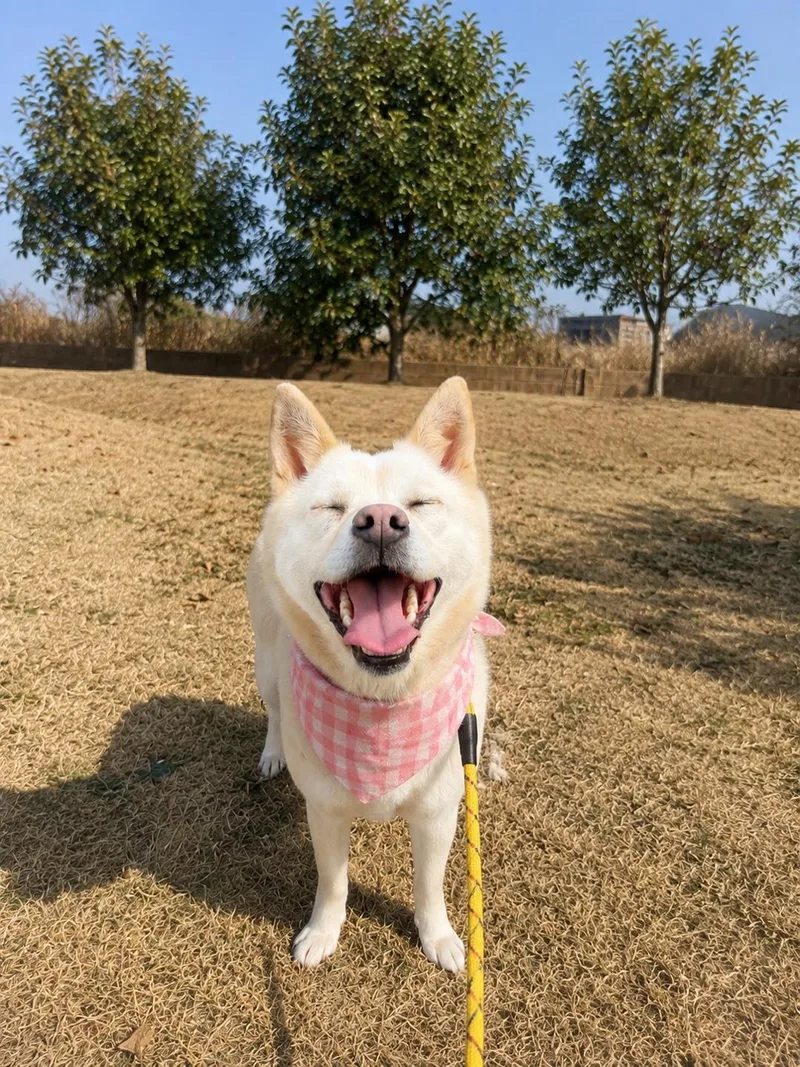 An adult medium-sized female Jindo dog named Mina for adoption in Duluth, GA