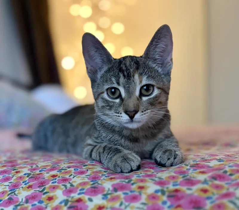 A baby medium-sized female Brown / Chocolate Domestic Short Hair cat named Greta Jay for adoption in Chandler, AZ