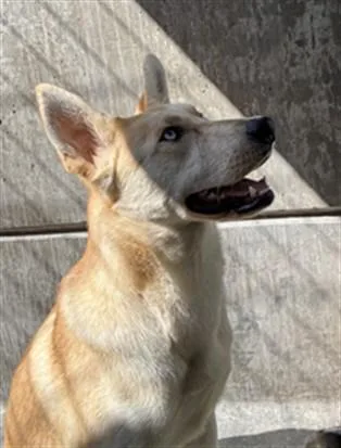 A young large-sized female German Shepherd Dog dog named Laverne for adoption in Los Angeles, CA
