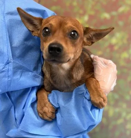 An adult small-sized male Chihuahua dog named Yara for adoption in San Antonio, TX