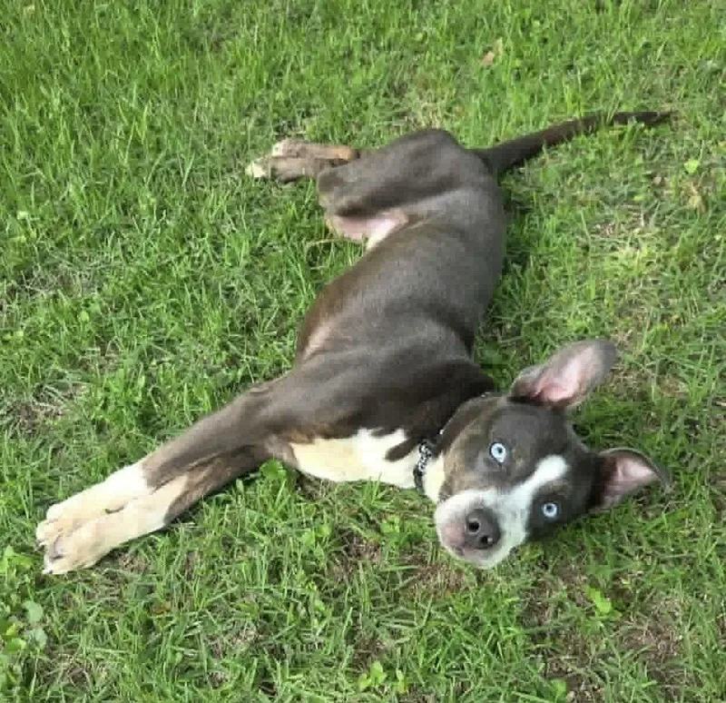 An adult medium-sized male Terrier dog named Snoopy for adoption in Germantown, OH