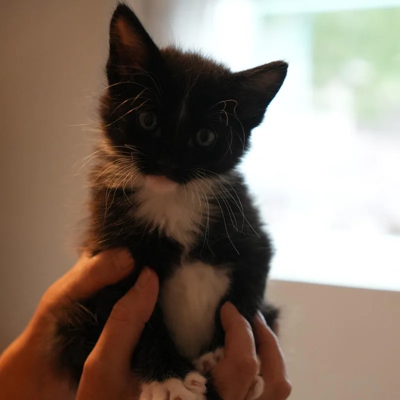 A baby small-sized male Black Domestic Short Hair cat named Xskunk for adoption in Austin, TX