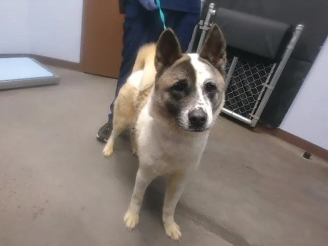 An adult large-sized female Akita dog named Lyra for adoption in Phoenix, AZ
