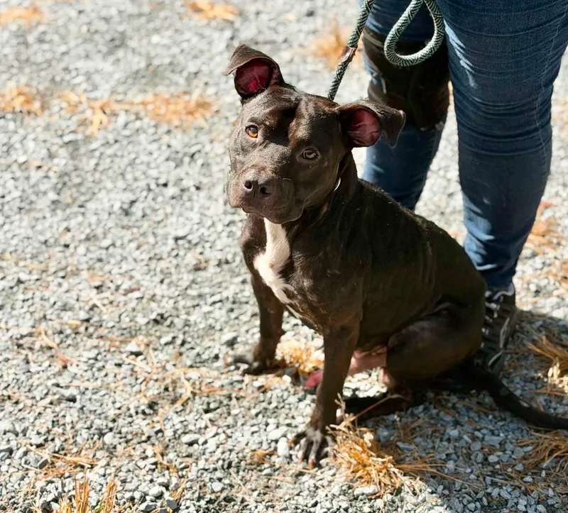 An adult medium-sized male Mixed Breed dog named Beat for adoption in Elizabethtown, NC