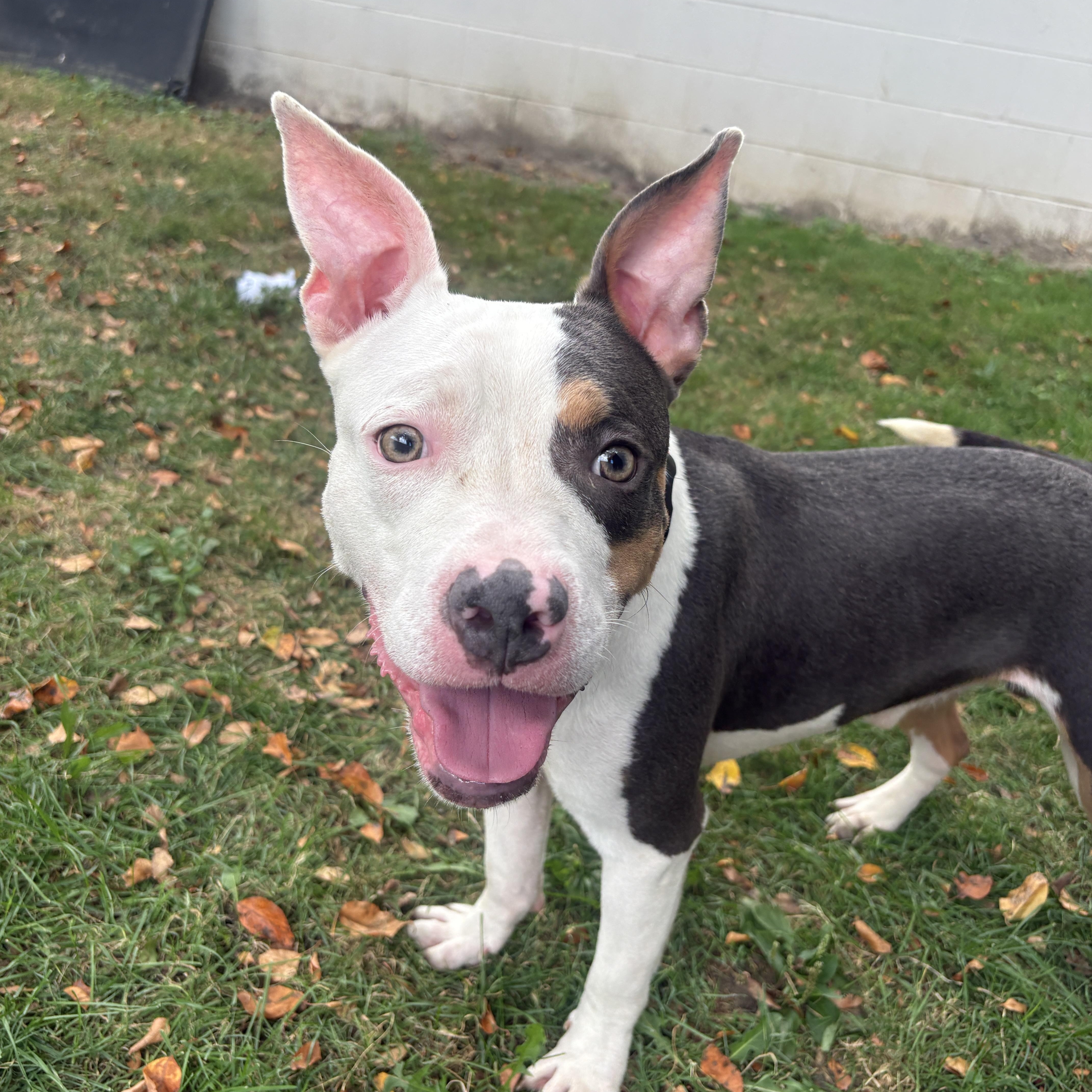 A young medium-sized male Tricolor (Brown, Black, & White) Pit Bull Terrier dog named Pickles for adoption in Detroit, MI